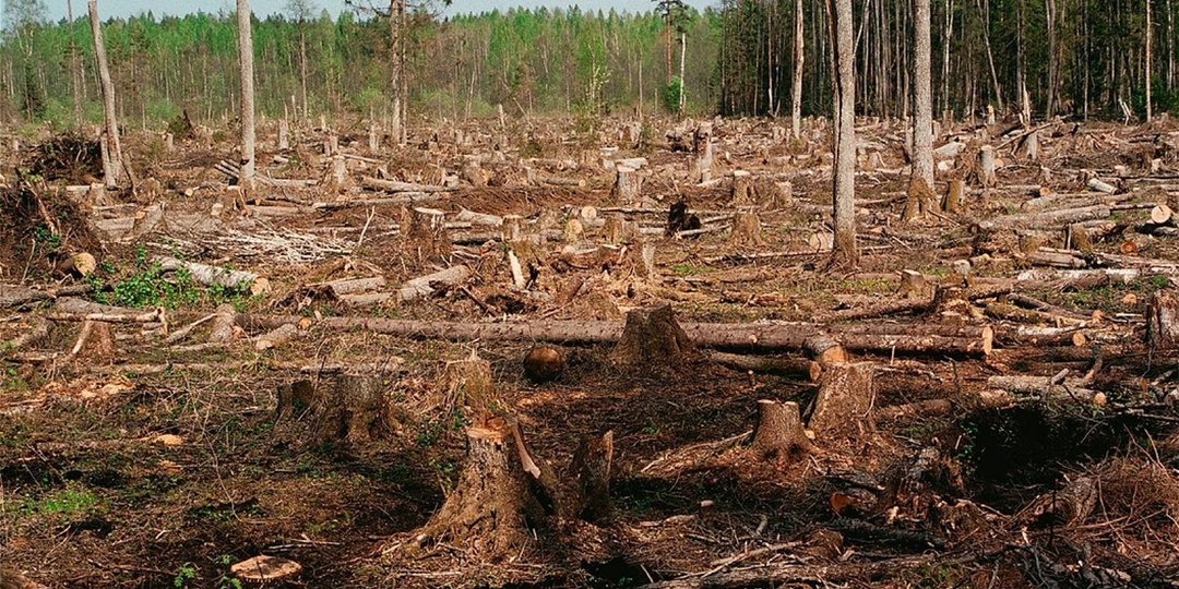 Сроки и штрафы – за ущерб среде