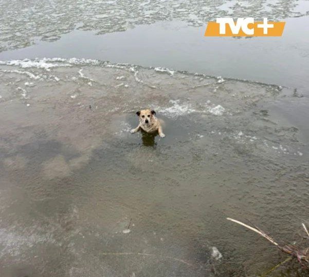 Девушка спасла тонущего щенка