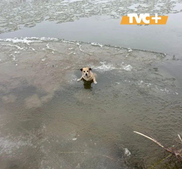 Тонущий щенок.