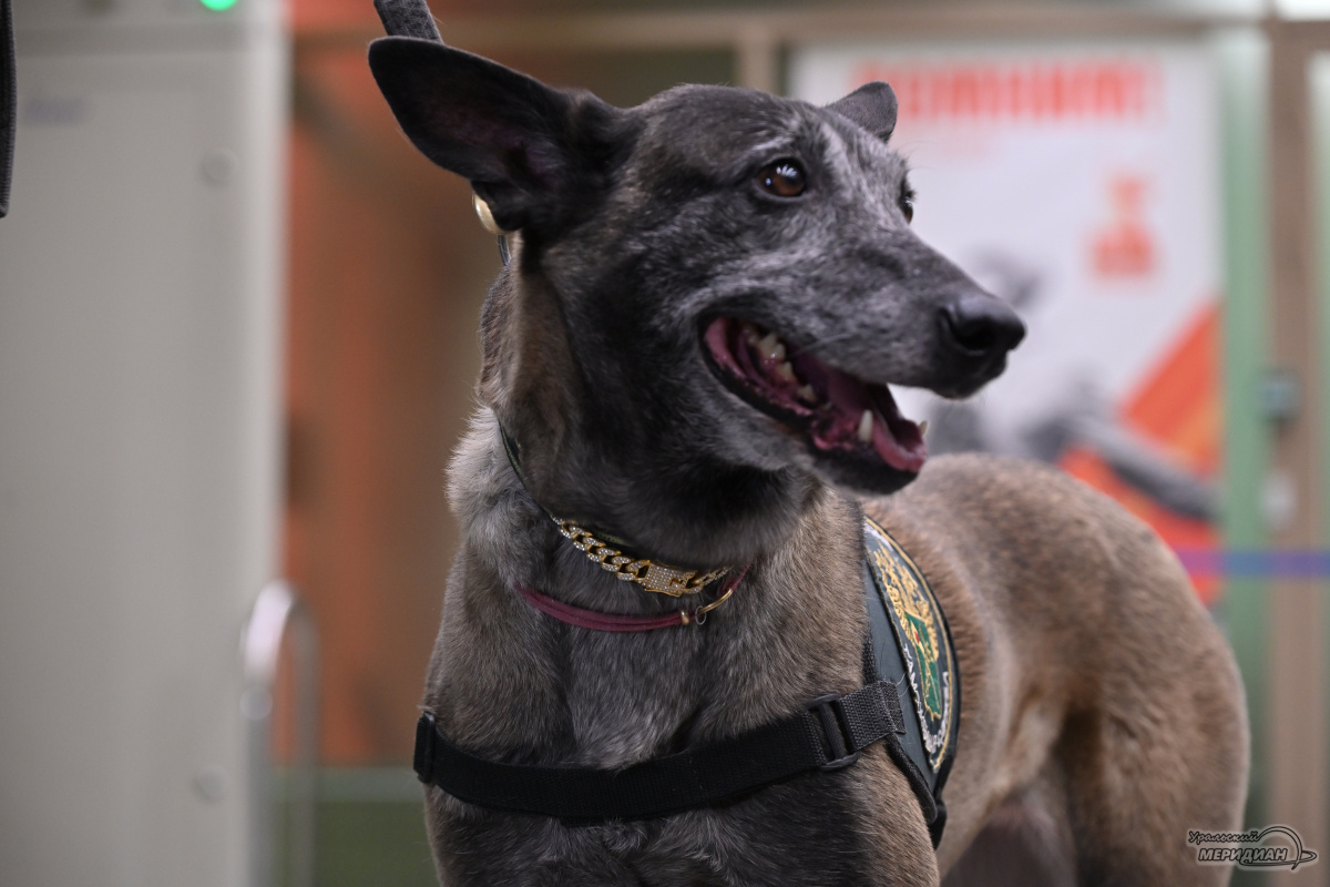    Фото: Анастасия Сибирякова © ИА «Уральский меридиан»