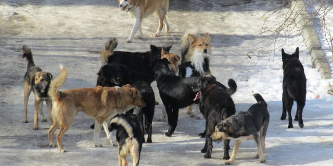 Жалко животных, так забирайте их домой.