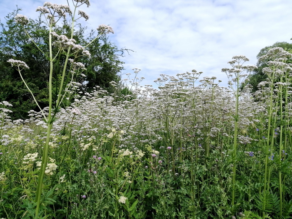 Заросли валерианы