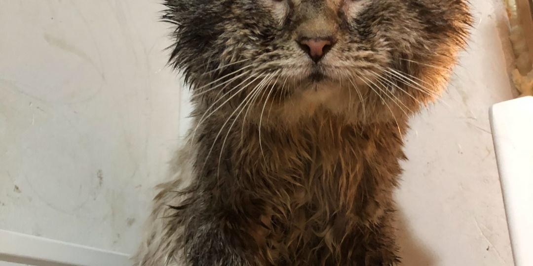 Помогите спасти кота.