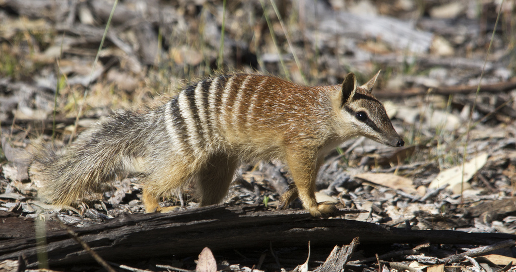 Сумчатый муравьед