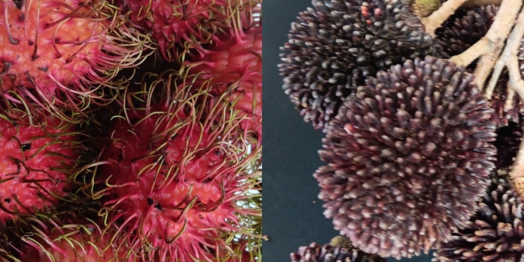 Рамбутан против Пулазана. Волосатые тропические фрукты. Как растут и как выбрать?