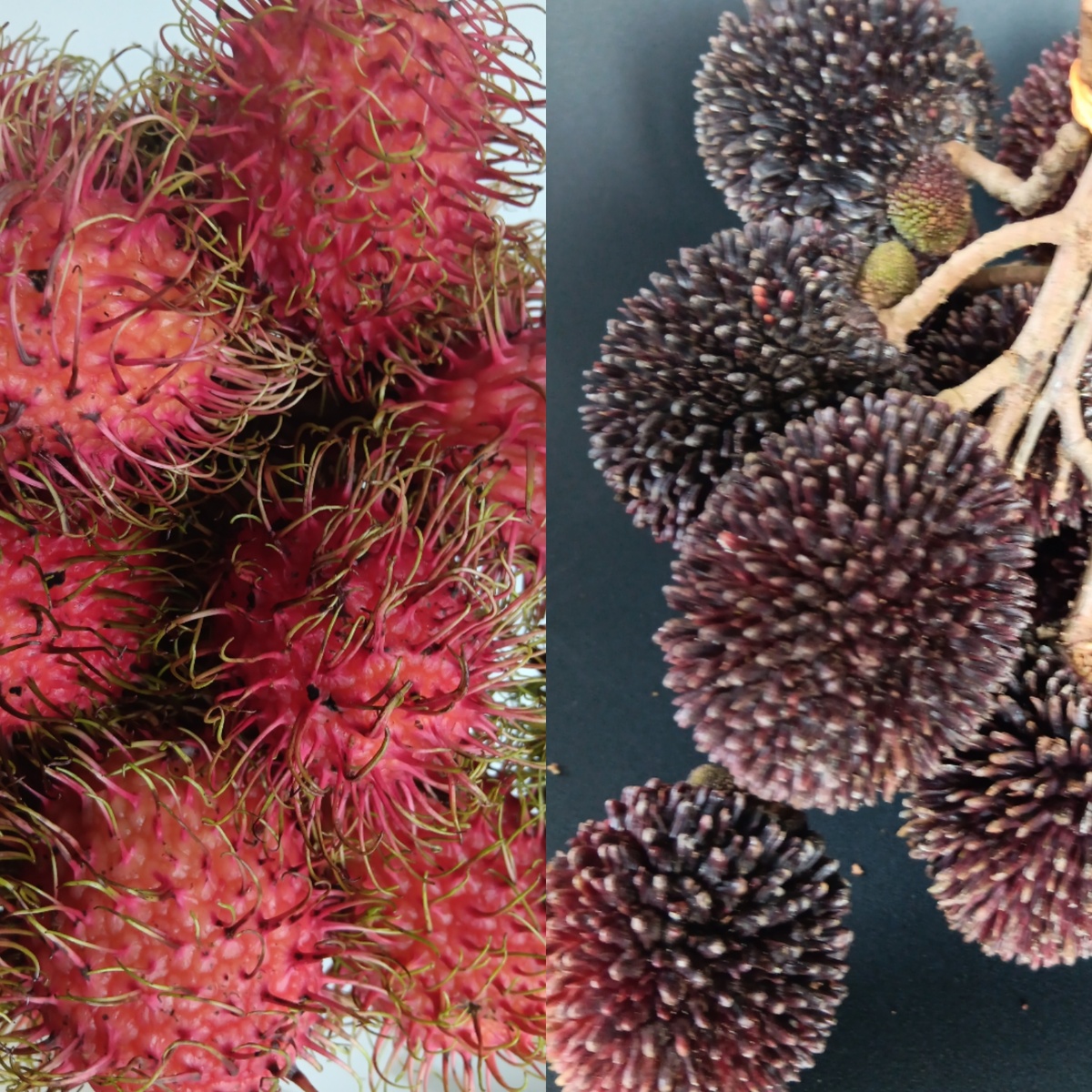 Слева рамбутан, справа пулазан.