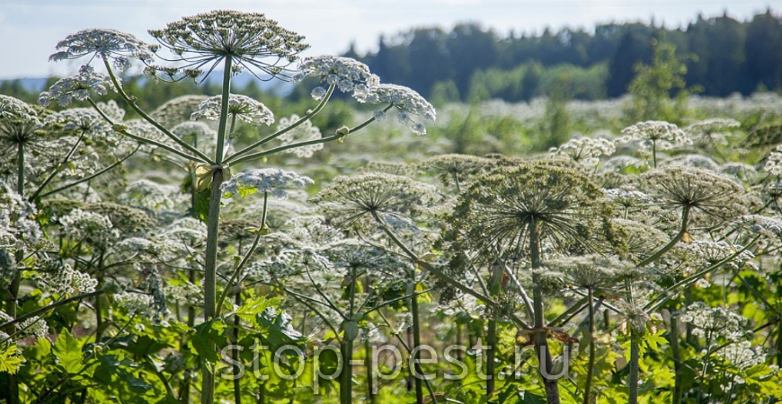 фото сайта https://stop-pest.ru