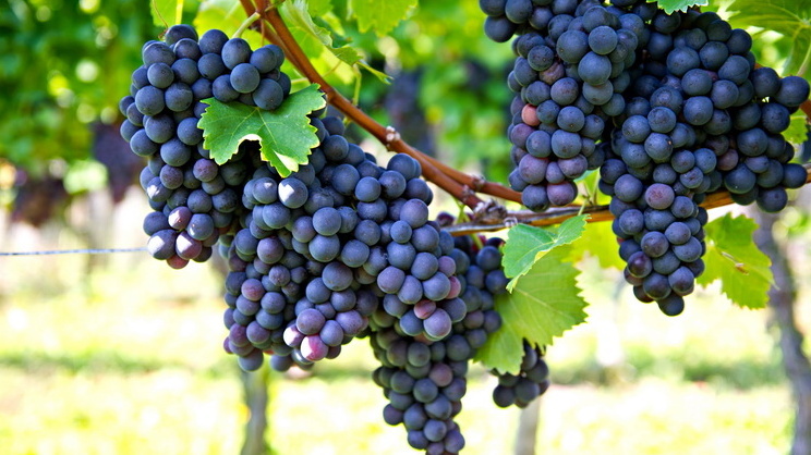 Текущие морозостойкие сорта