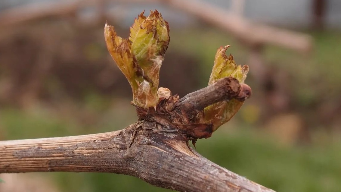 Почки после зимних оттепелей и возвратных заморозков - типичная картина для неподходящих сортов