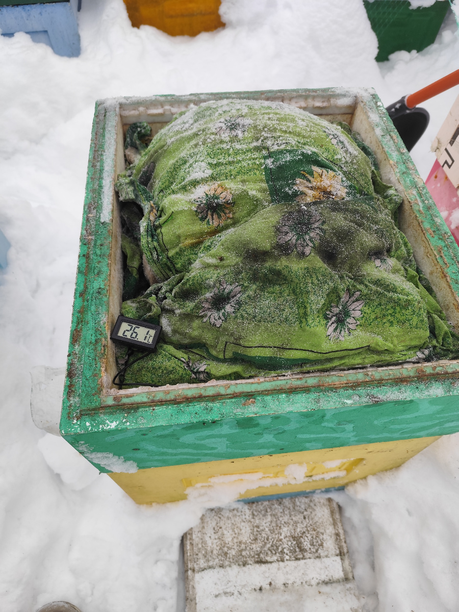 Температура в улье после подкормки.