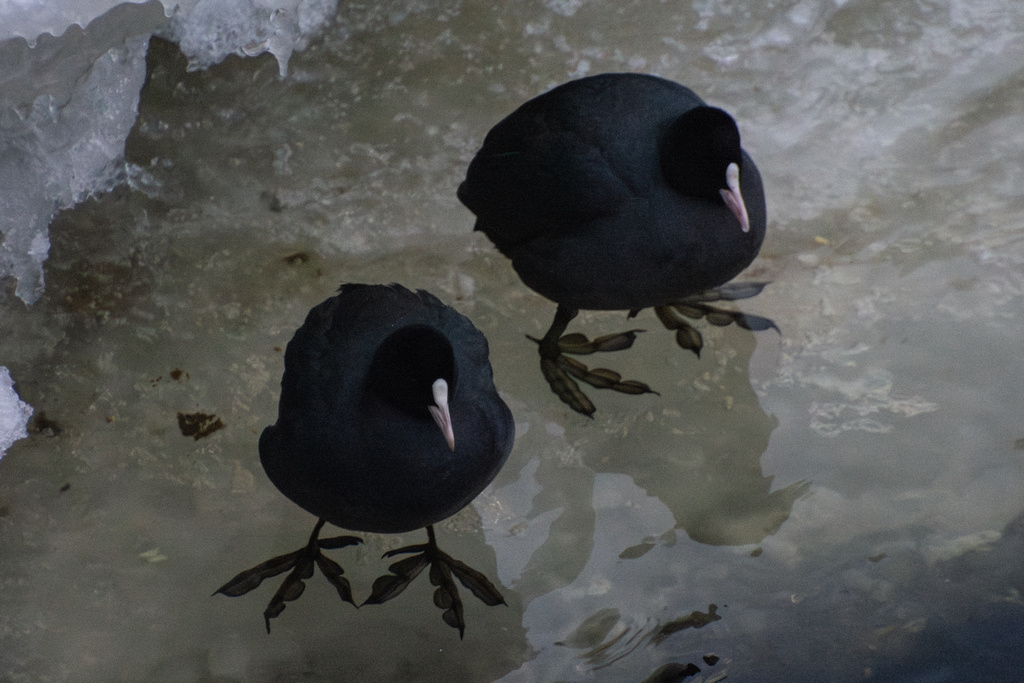 Санкт-Петербург, 18 января 2026, фото alexandr_bykov