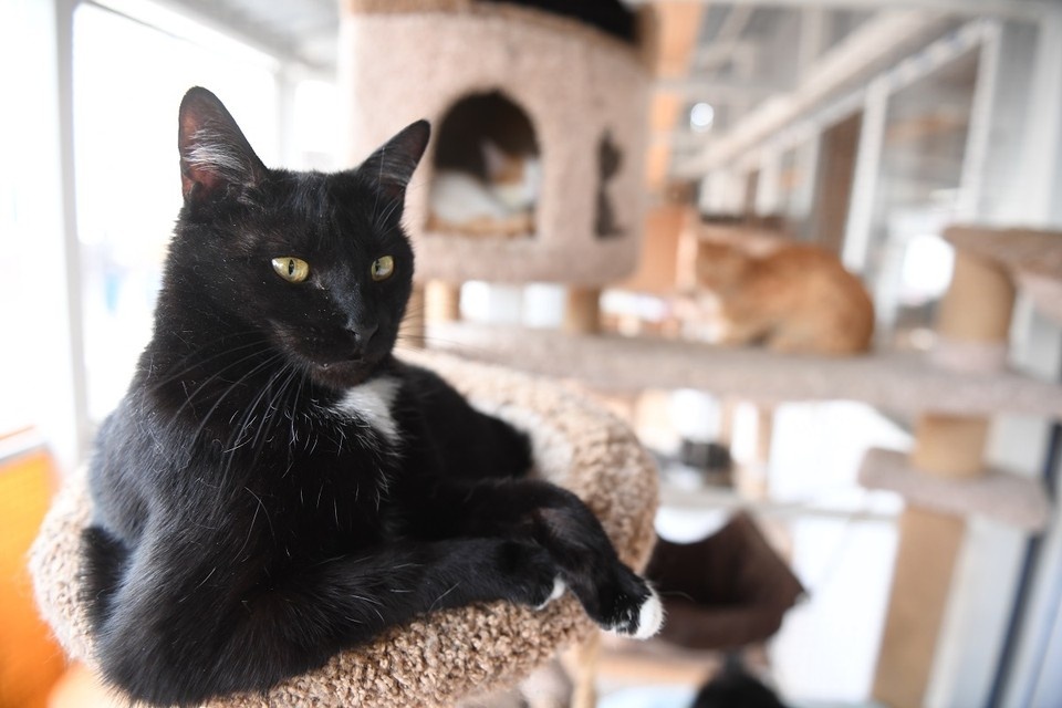    Два-три кота — это предел для содержания в квартире. Михаил ФРОЛОВ