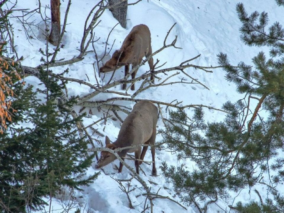    Маралы в Алтайском заповеднике. Источник: Роман и Татьяна Воробьевы / Алтайский заповедник