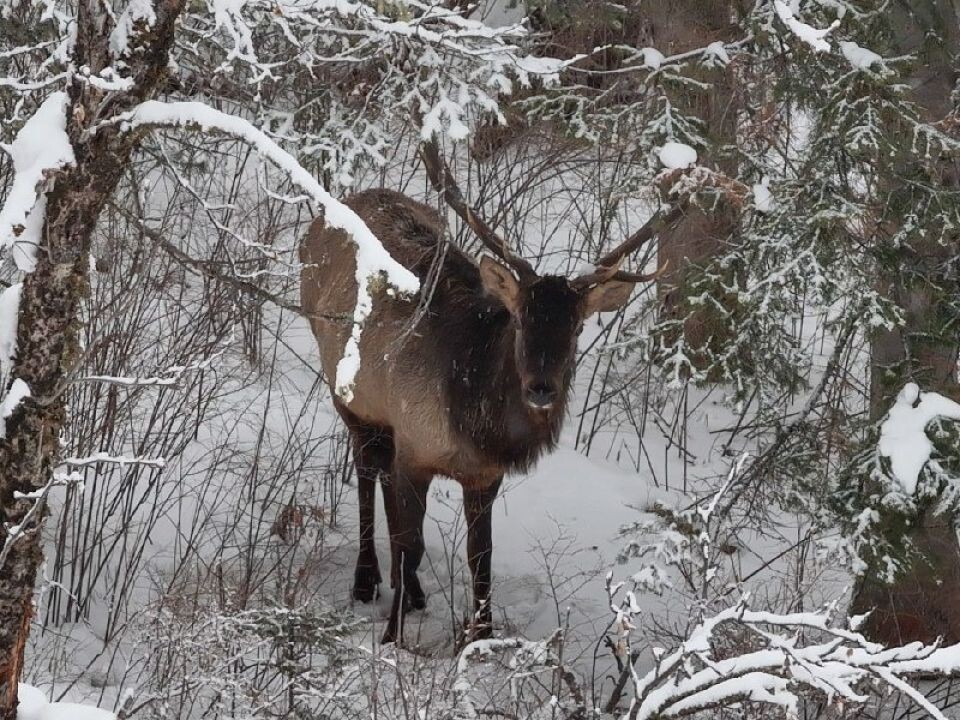    Марал в Алтайском заповеднике. Источник: Роман и Татьяна Воробьевы / Алтайский заповедник