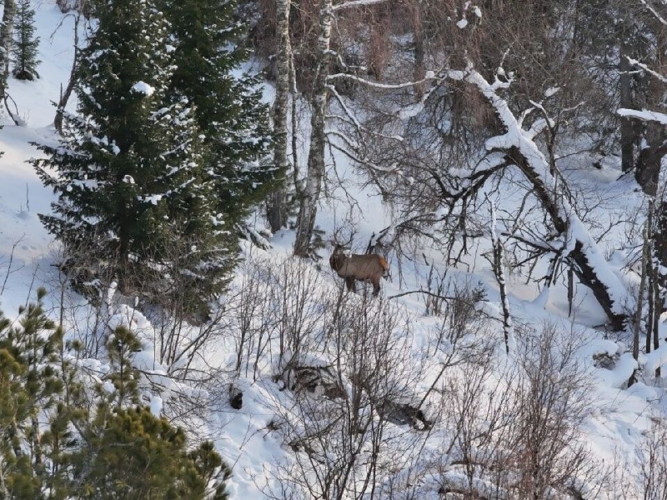    Марал в Алтайском заповеднике. Источник: Роман и Татьяна Воробьевы / Алтайский заповедник
