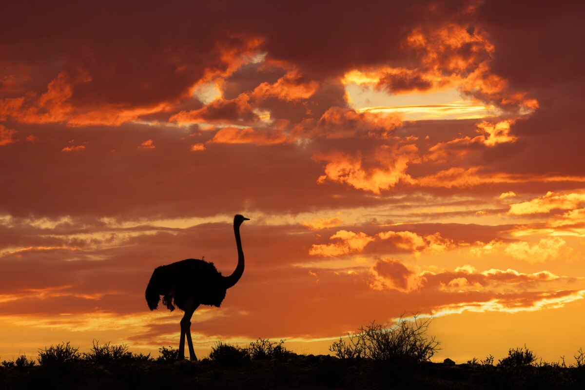     Почти три метра в высоту и весом в полтора центнера: какая птица самая большая в мире
