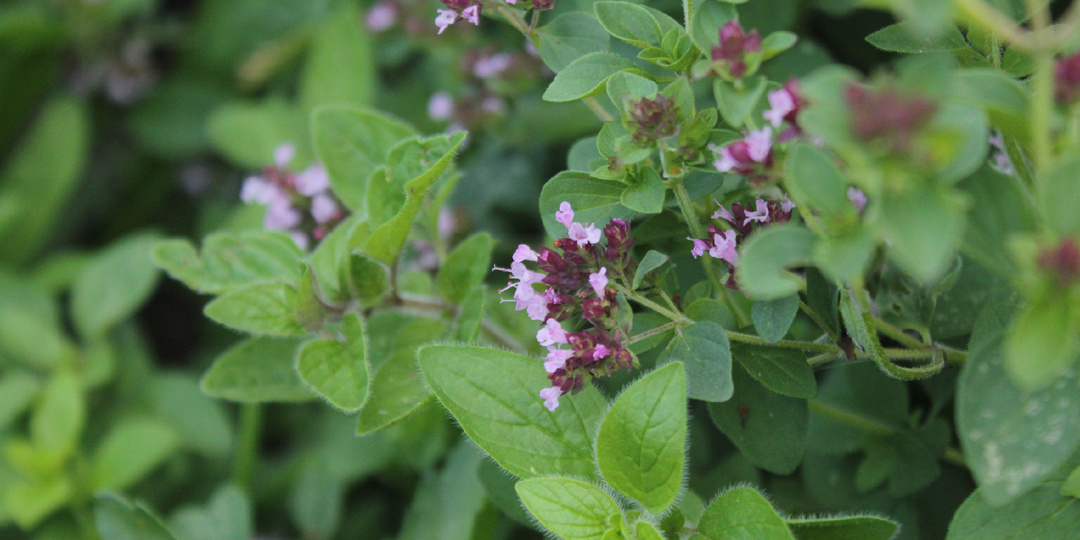 Вырастила из семян: как выглядит орегано на второй год после посадки