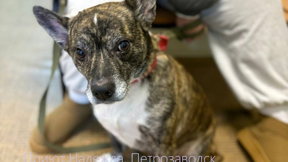 СОБАКА ОСТАЛАСЬ БЕЗ ХОЗЯИНА. НО ОЧЕНЬ ХОЧЕТ БЫТЬ ЛЮБИМОЙ.