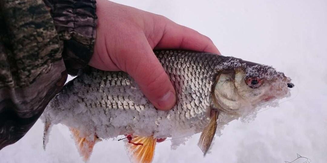 Сорожка (Сорога)