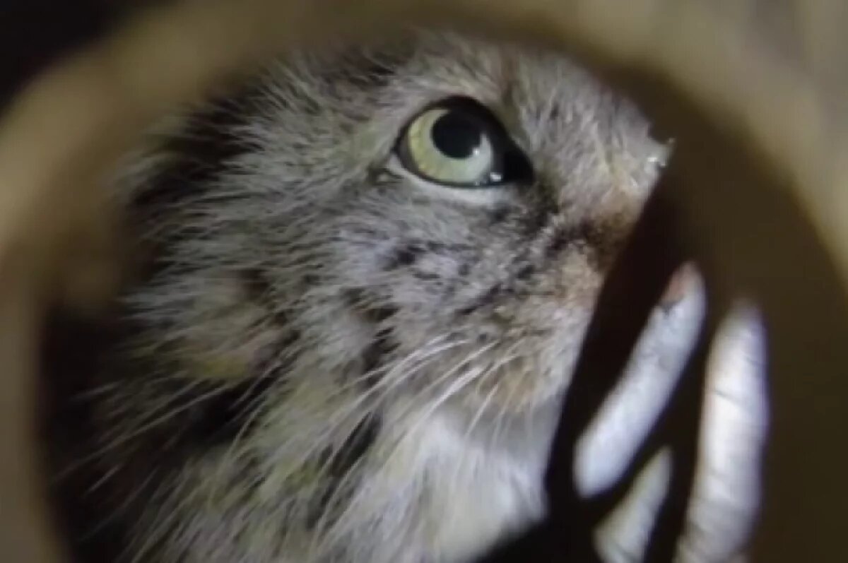    В Ленинградский зоопарк приехала самка манула Пепе из Барнаула