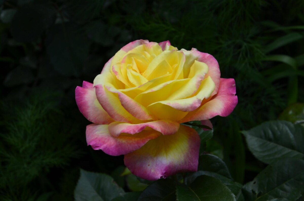 Роза Восточный Экспресс.