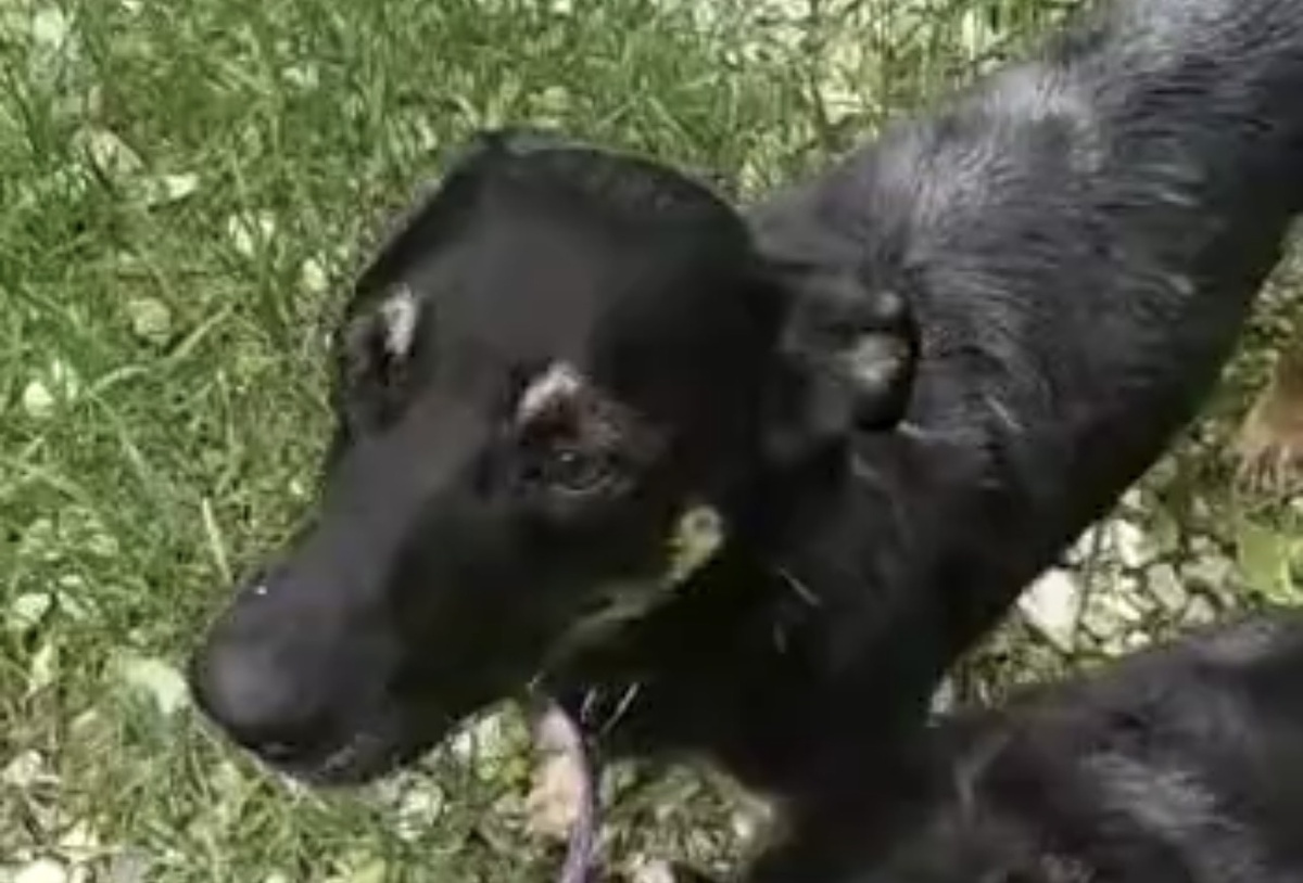 Это я в приюте. Во время прогулки