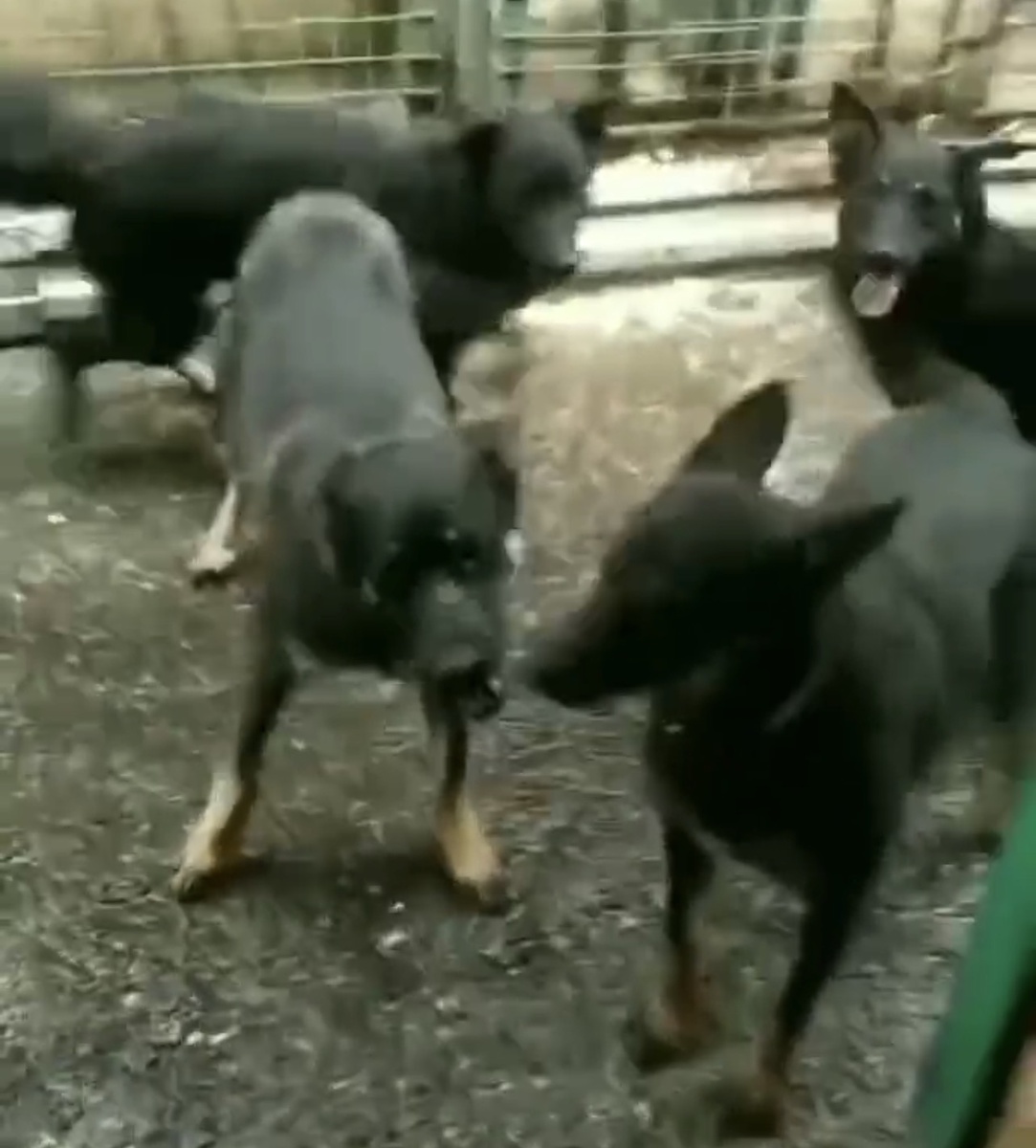 Так, а где-то здесь есть я 😅! И это фото тоже из приюта.