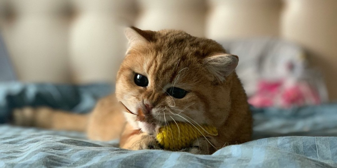 Дарим вещам вторую жизнь: в Куркино пройдет мастер-класс по изготовлению игрушек для питомцев из приютов