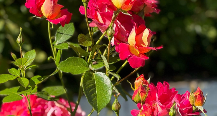    Фото progorod43.ru. К публикации отношения не имеет