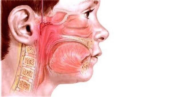 Картинка из сети интернет