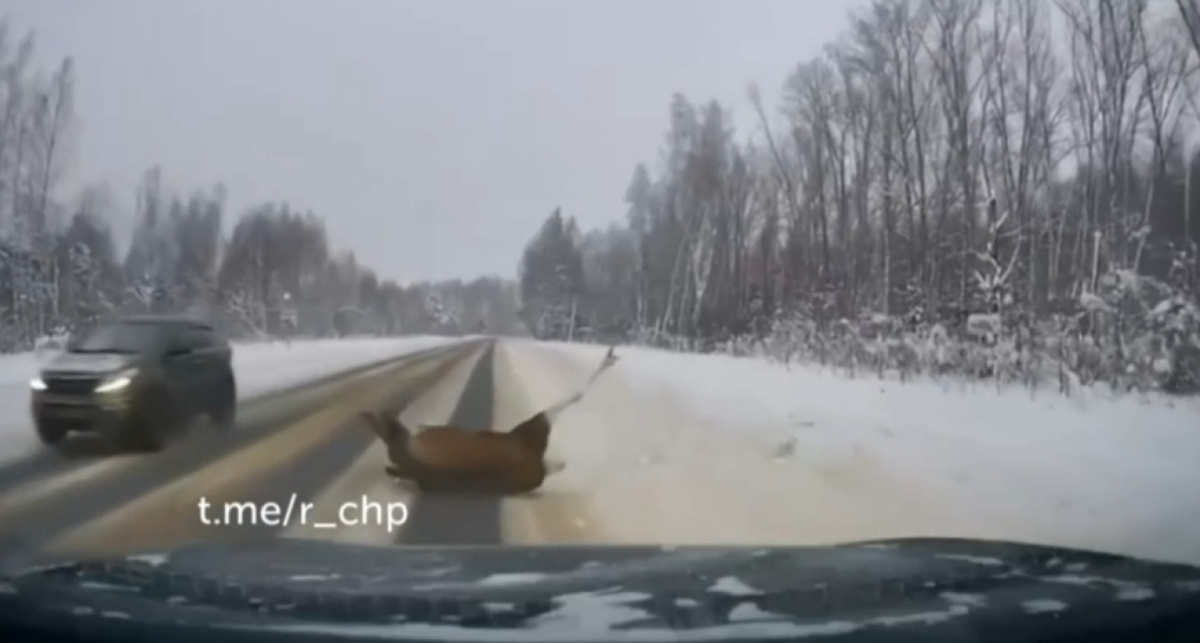    Ярославские новости