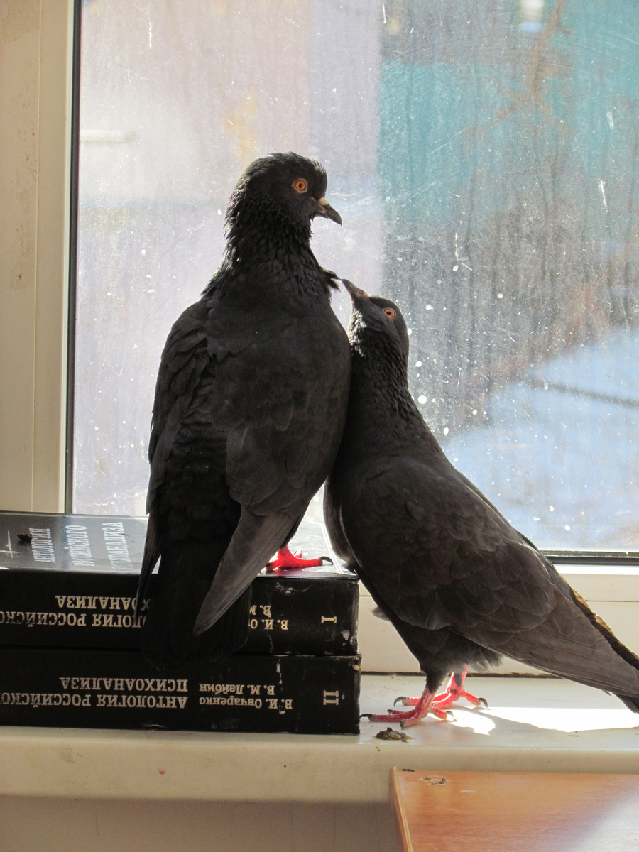 Наш Буян сидит на книгах