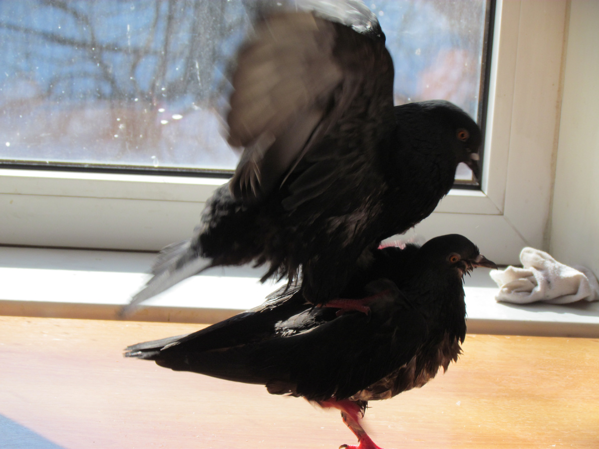 Буян топчет самку