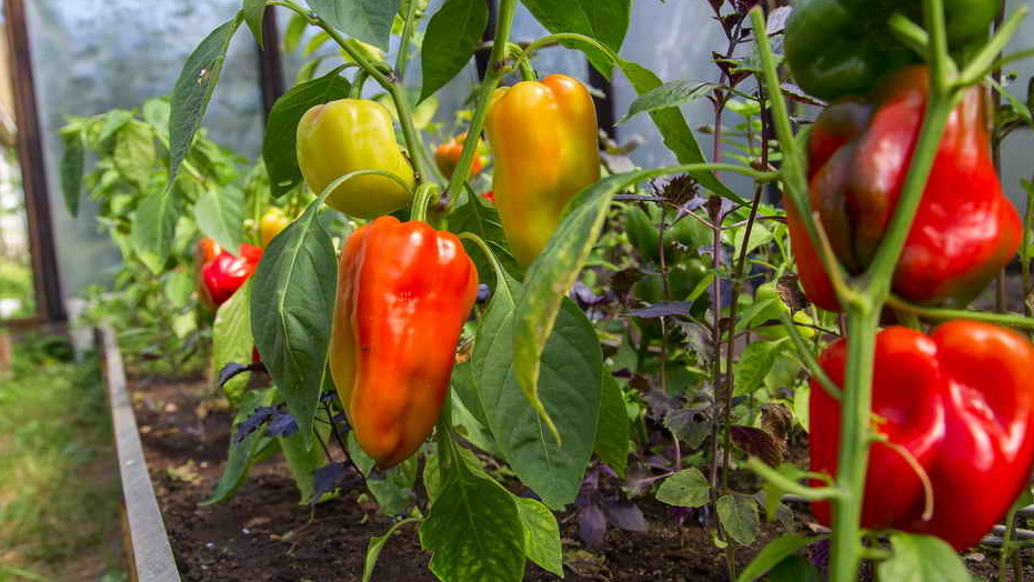 Недорогие сорта перца дают внушительный урожай
