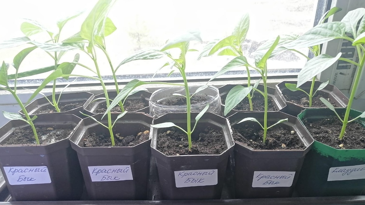 Бюджетные сорта развиваются лучше дорогих