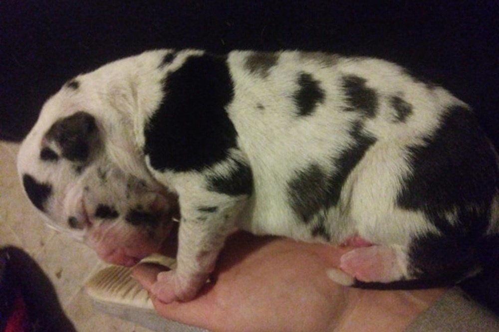     Фото: guinnessworldrecords.com