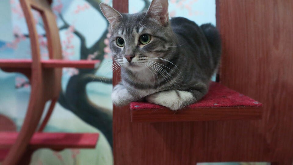 Фото: © ИЗВЕСТИЯ/Андрей Эрштрем