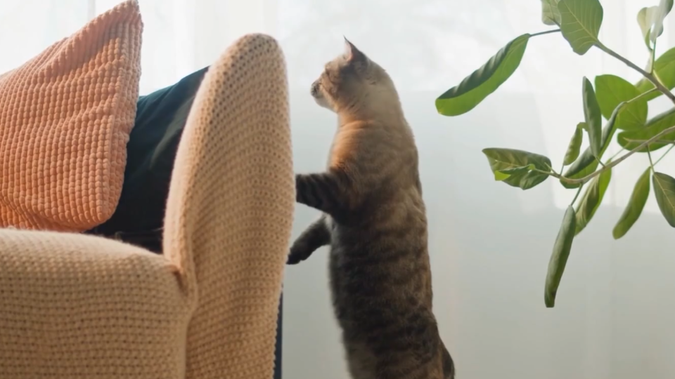 ФОТО: Кадр из программы "Загадки человечества", РЕН ТВ