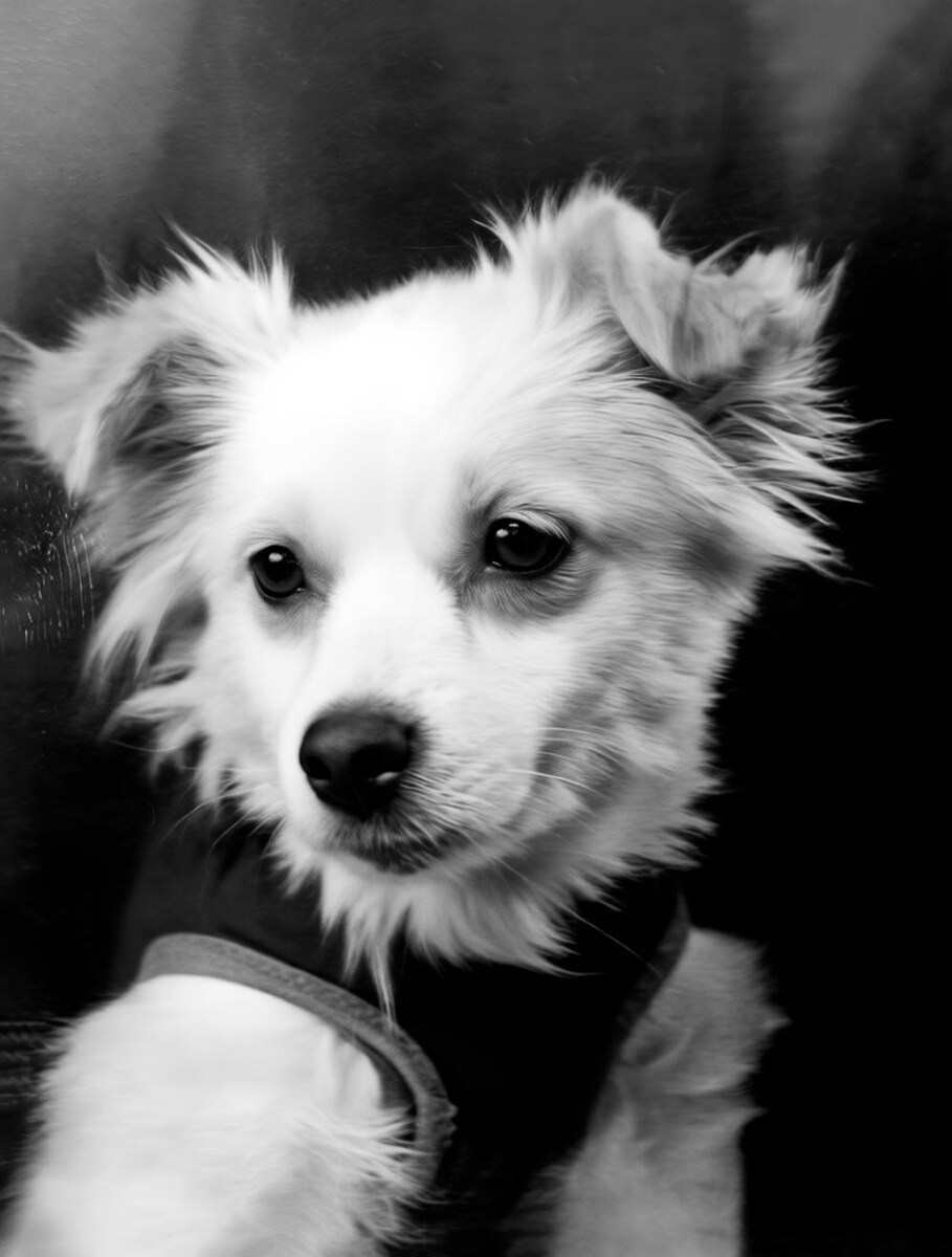 Собака Шутка, совершившая полёт с собакой Кометой на корабле-спутнике 22 декабря 1960 года.