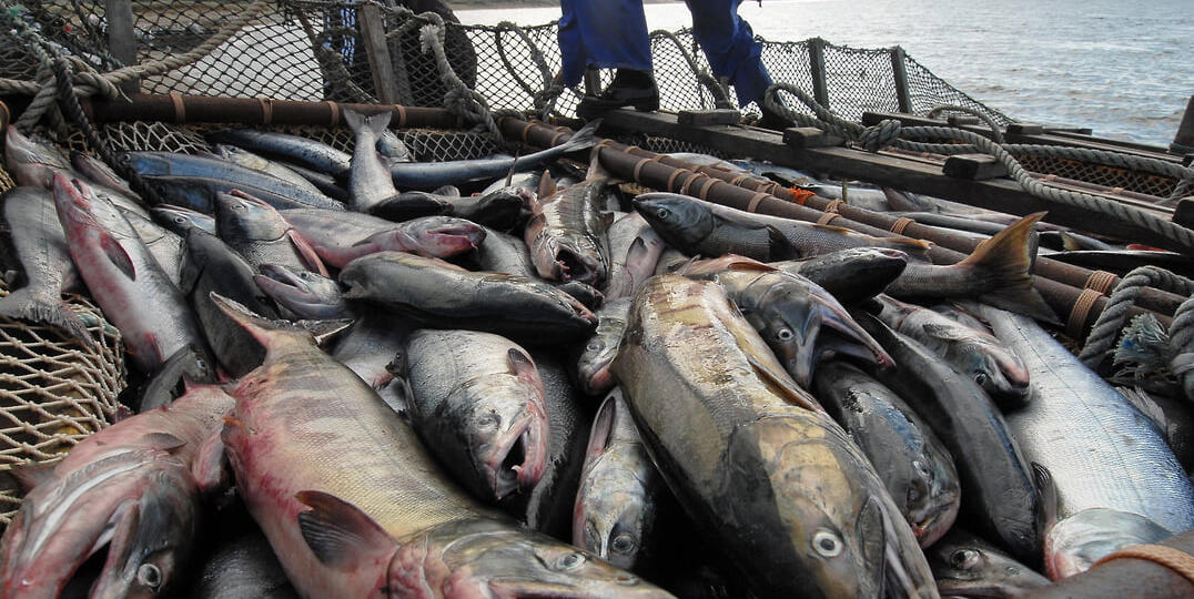 Прокурорский рыбнадзор