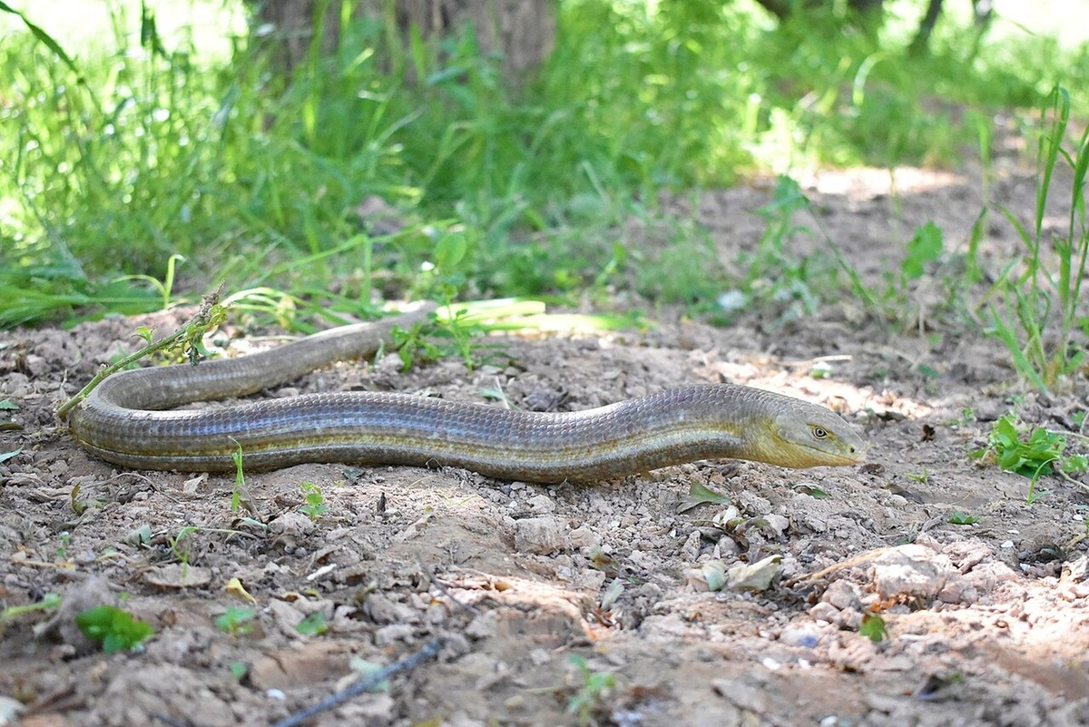    Безногая ящерица желтопузик не имеет ядовитых зубов, но из-за сходства со змеей способна не на шутку напугать неопытных туристов.