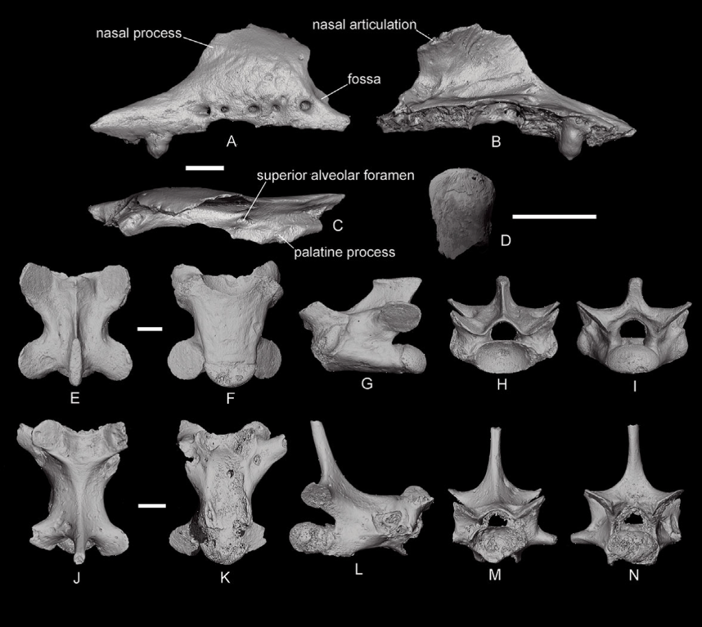    Верхнечелюстная кость (A—C), изолированный зуб (D) и позвонки (E—N) желтопузика Pseudopus apodus (Pallas, 1775) из нижнего плейстоцена пещеры Таврида, Крым. Масштабная линейка 2 мм