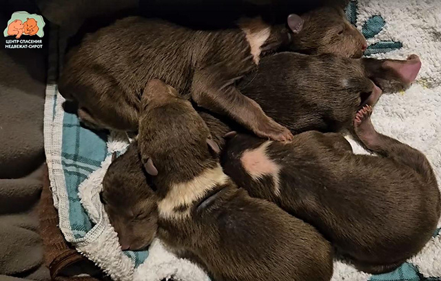 В Тверском Центре спасения медвежат пополнение