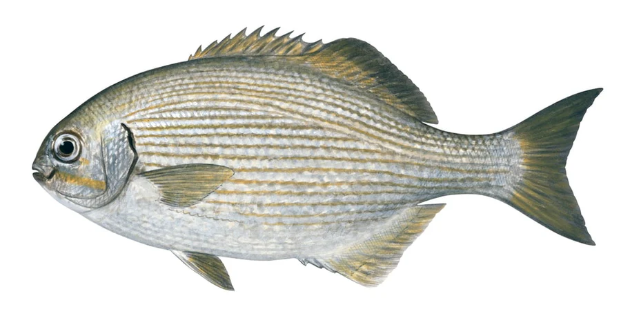 Kyphosus vaigiensis