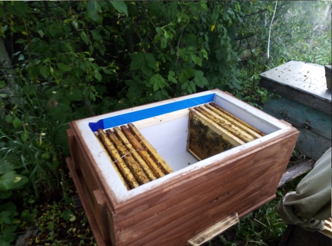 Как сделать отводки из Пчелосемьи