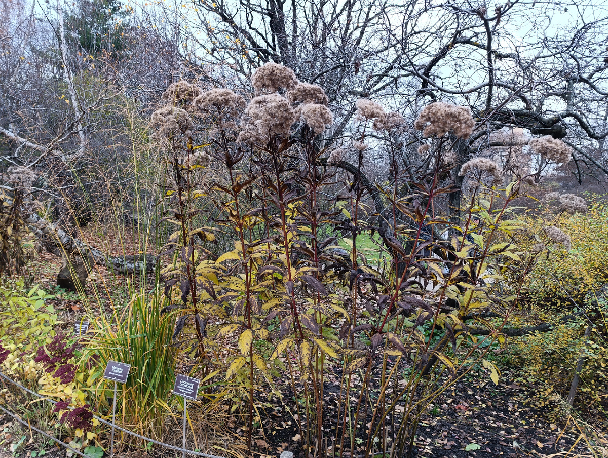 Цветная фотография горизонтальной ориентации. Ботанический сад МГУ на проспекте Мира («Аптекарский огород»). На переднем плане высокие прямые побеги посконника. Это декоративное растение из семейства сложноцветных, всё лето и осень здесь были розовые цветы, а сейчас – шапочки семян. Листья удлинённые, уже желтовато-коричневые, собраны в мутовки. За ним развалился на земле ствол берёзы, справа кусты спиреи. Цветут очитки. На ножках-подставках небольшие информационные таблички с названиями растений – белым шрифтом на коричневом фоне. Вся земля усеяна опавшими листьями.