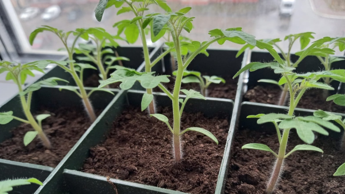 Рассада томатов  из промороженного грунта 