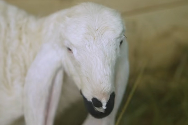 Рождение Фаустина: лойский ягненок пополнил коллекцию зоопарка Новосибирска
