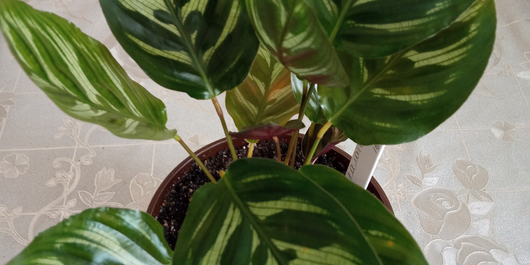 Что растет в квартире? Часть 6