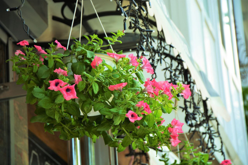 Фото: Гала Амарандо